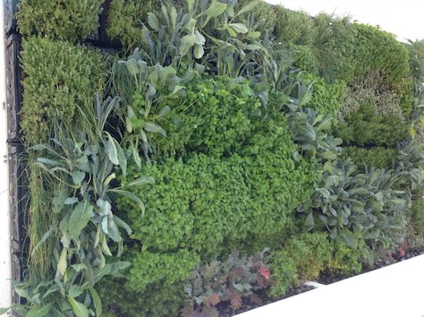 Coastal Gardens living gallery project image