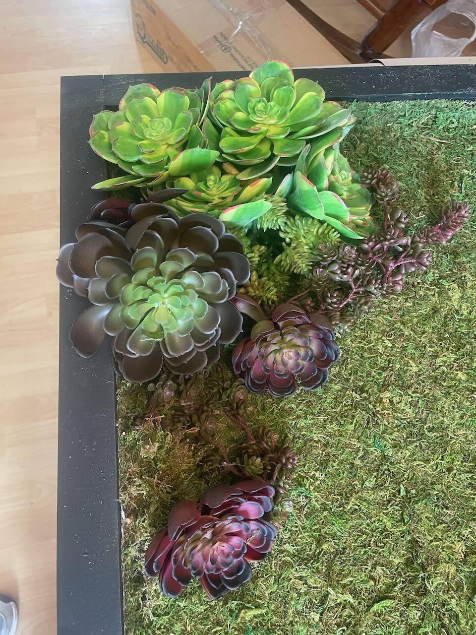 Moss and succulent detail
