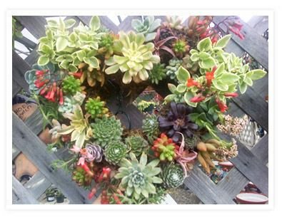 Succulents